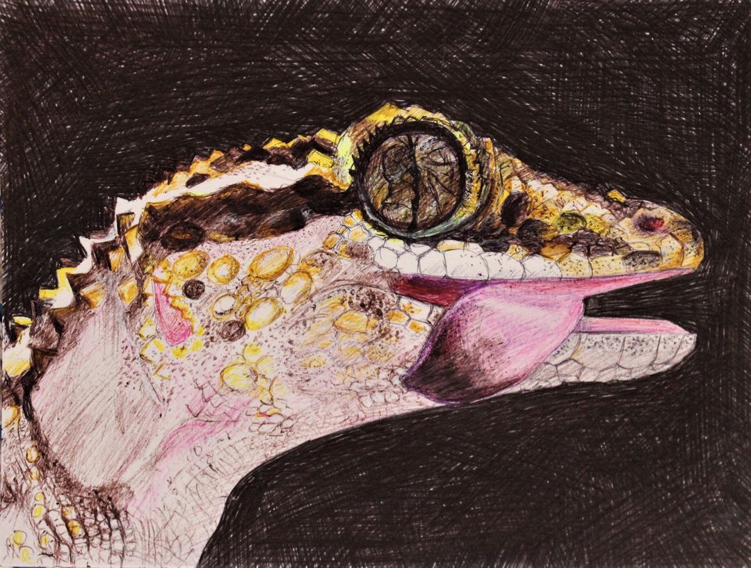 Gecko ballpoint pen drawing