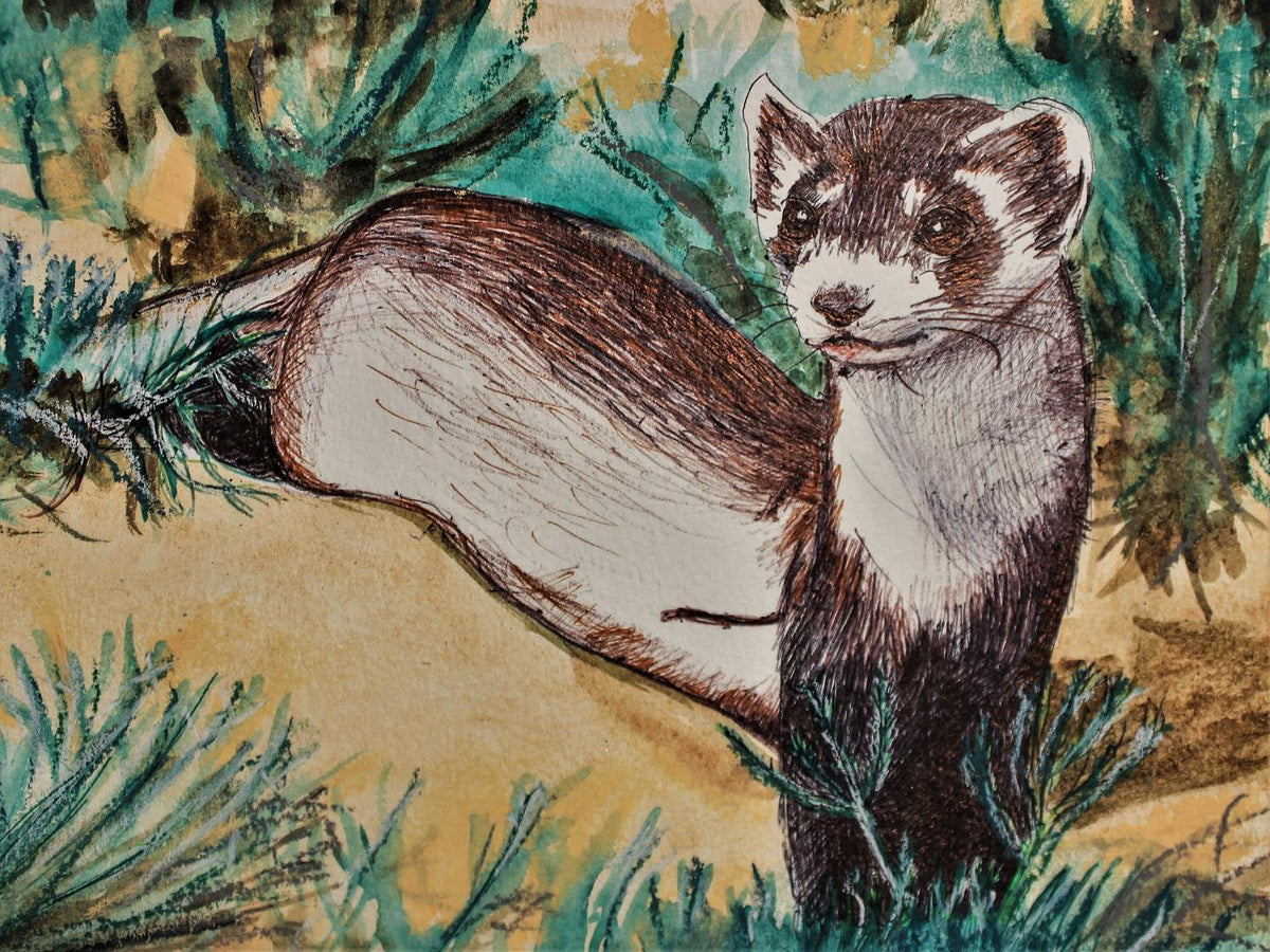 Ferret ballpoint pen drawing