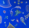 Great Barrier Reef Queensland Australia