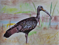 Giant Ibis ballpoint pen drawing