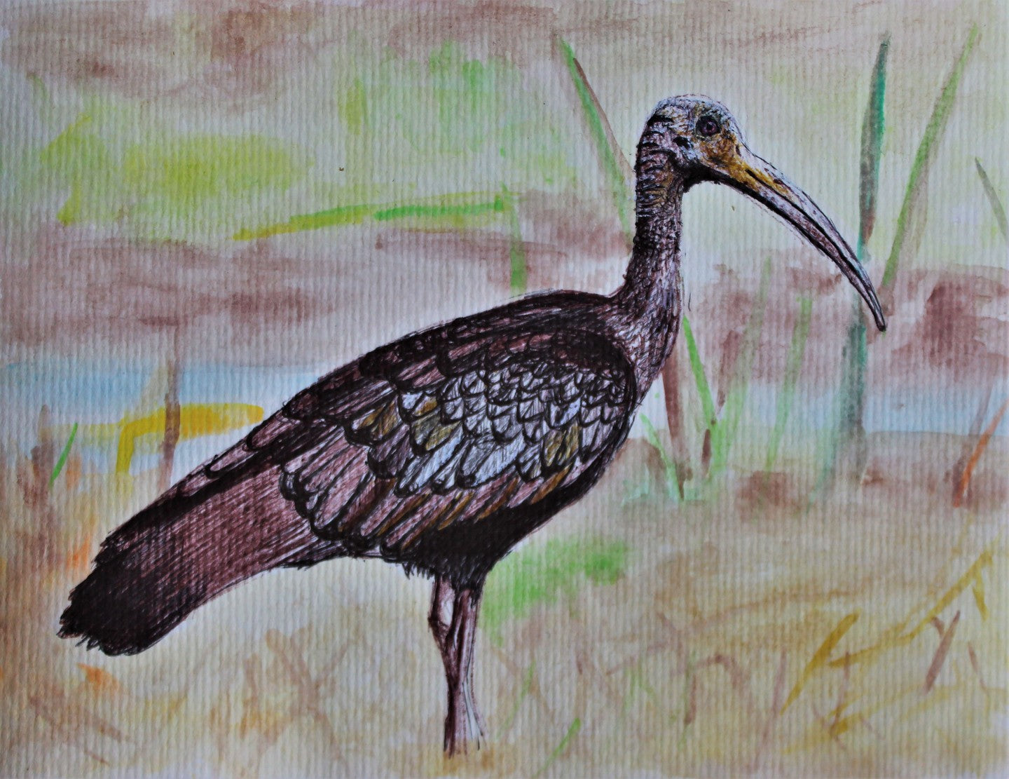 Giant Ibis ballpoint pen drawing