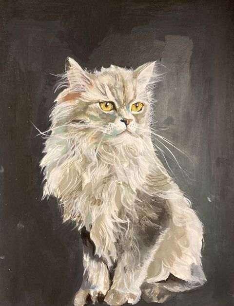 Grey persian.