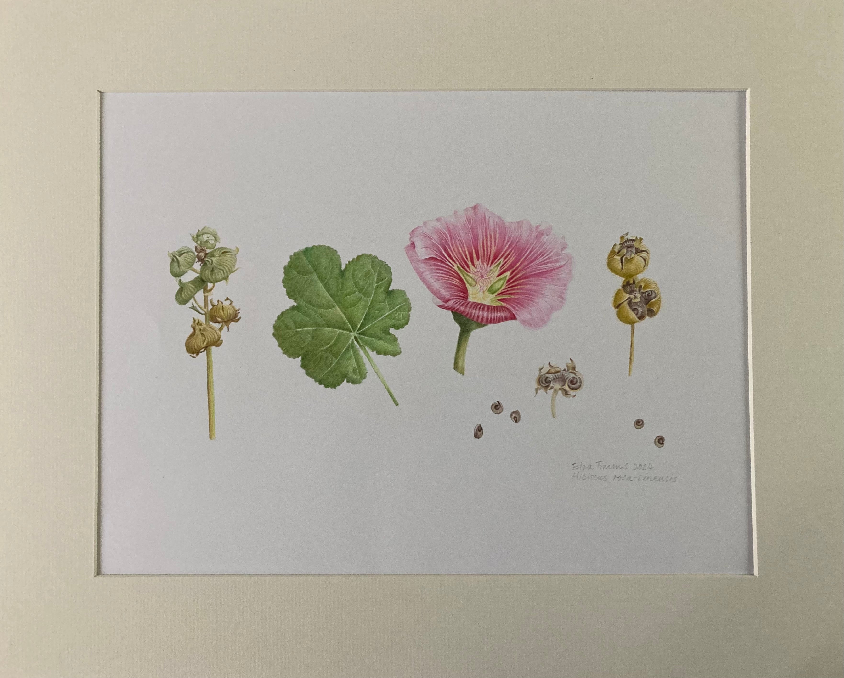 Hollyhock