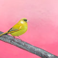Greenfinch on Silver Branch