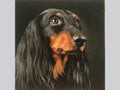 Miniature "Longhaired black dachshund"