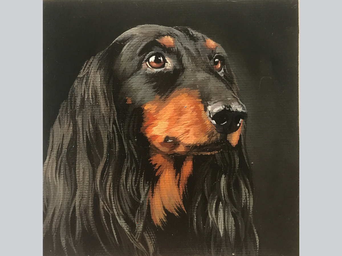 Miniature "Longhaired black dachshund"
