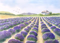 LAVENDER FIELDS