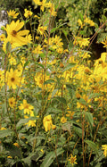 Yellow Flowers in the summer time sunshine