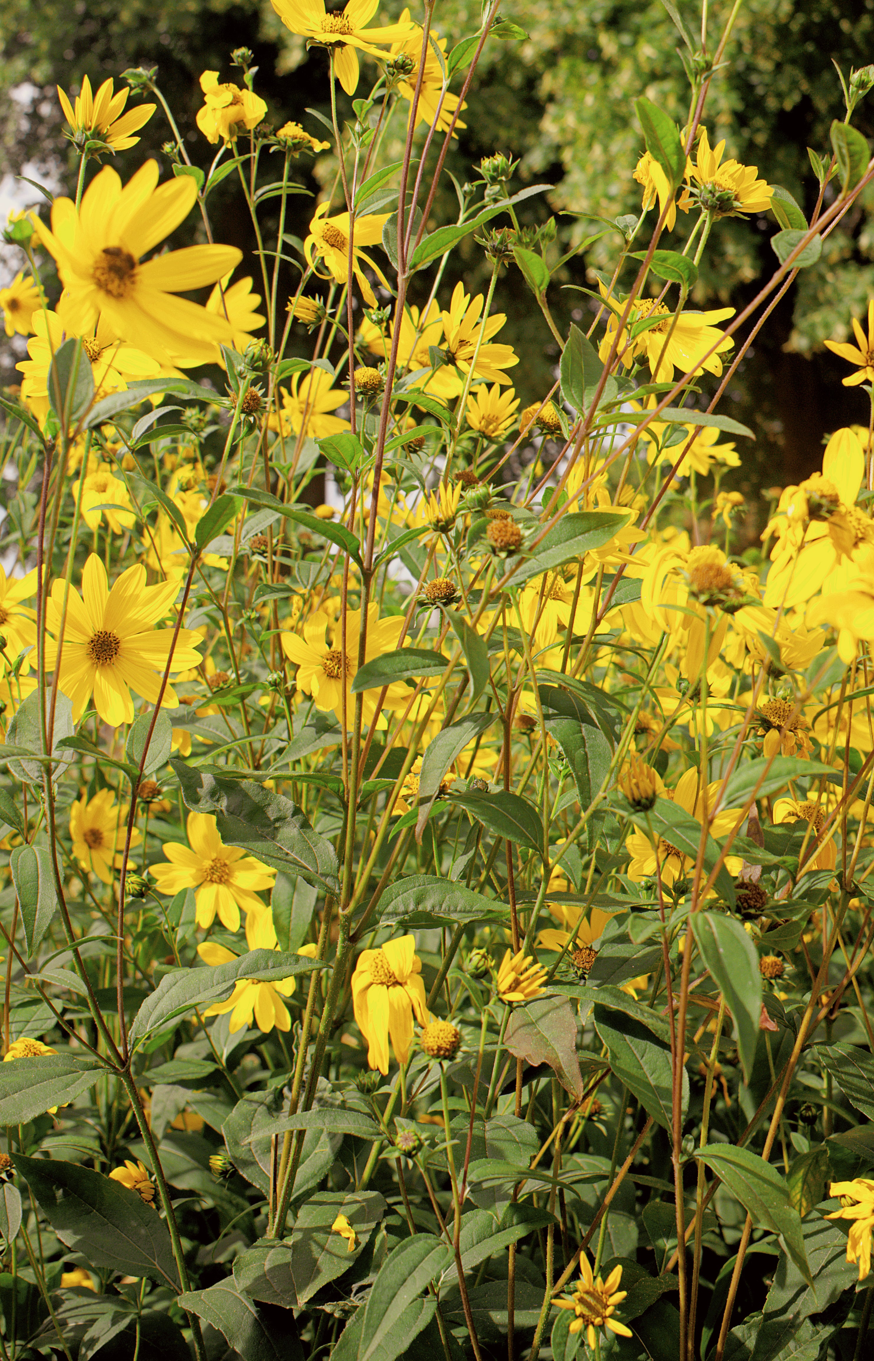 Yellow Flowers in the summer time sunshine