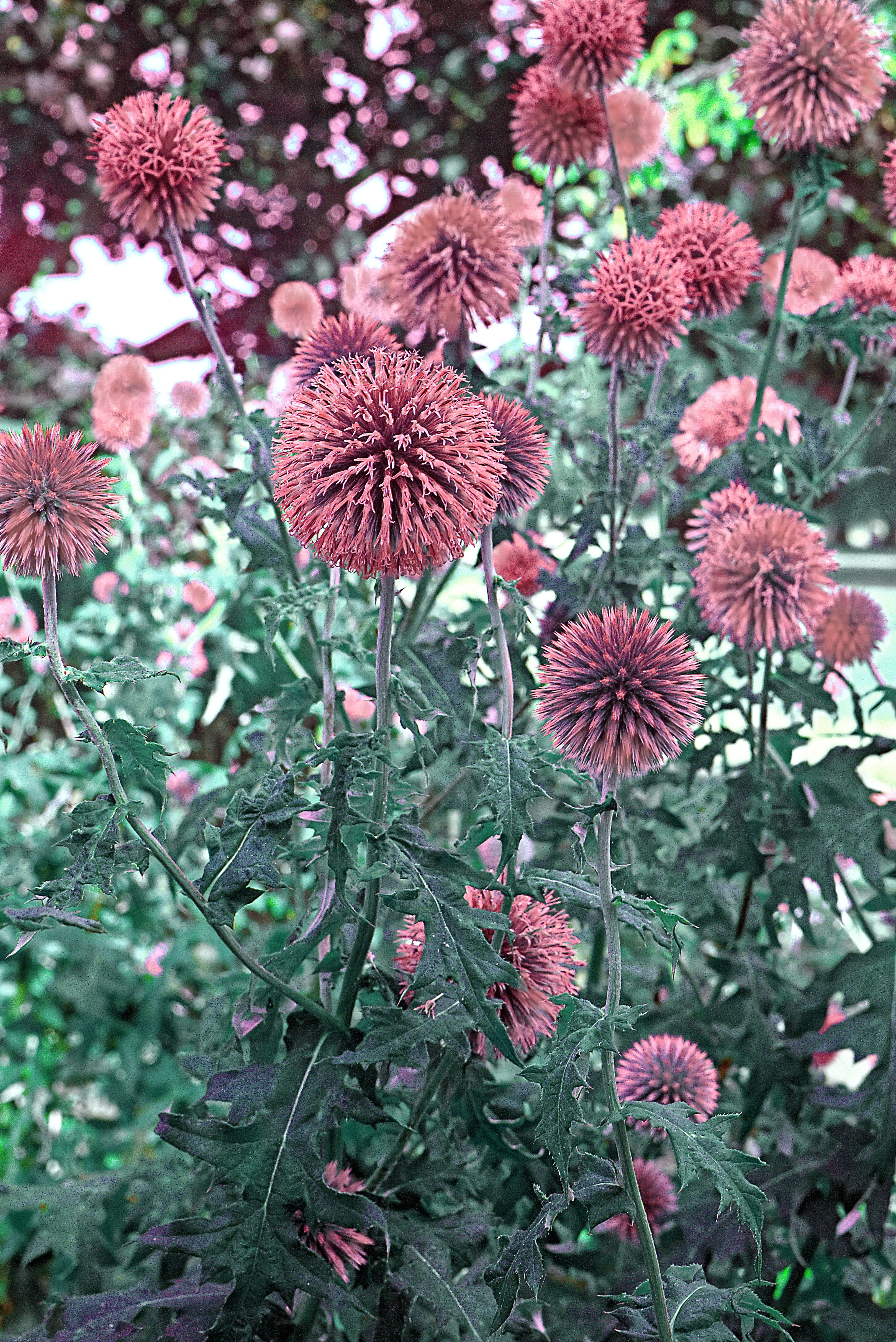 Red Globe Thistles in Summer