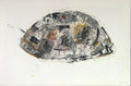 Turtle Shell Study