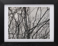Branches