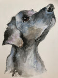 A Dogs Look Of Love