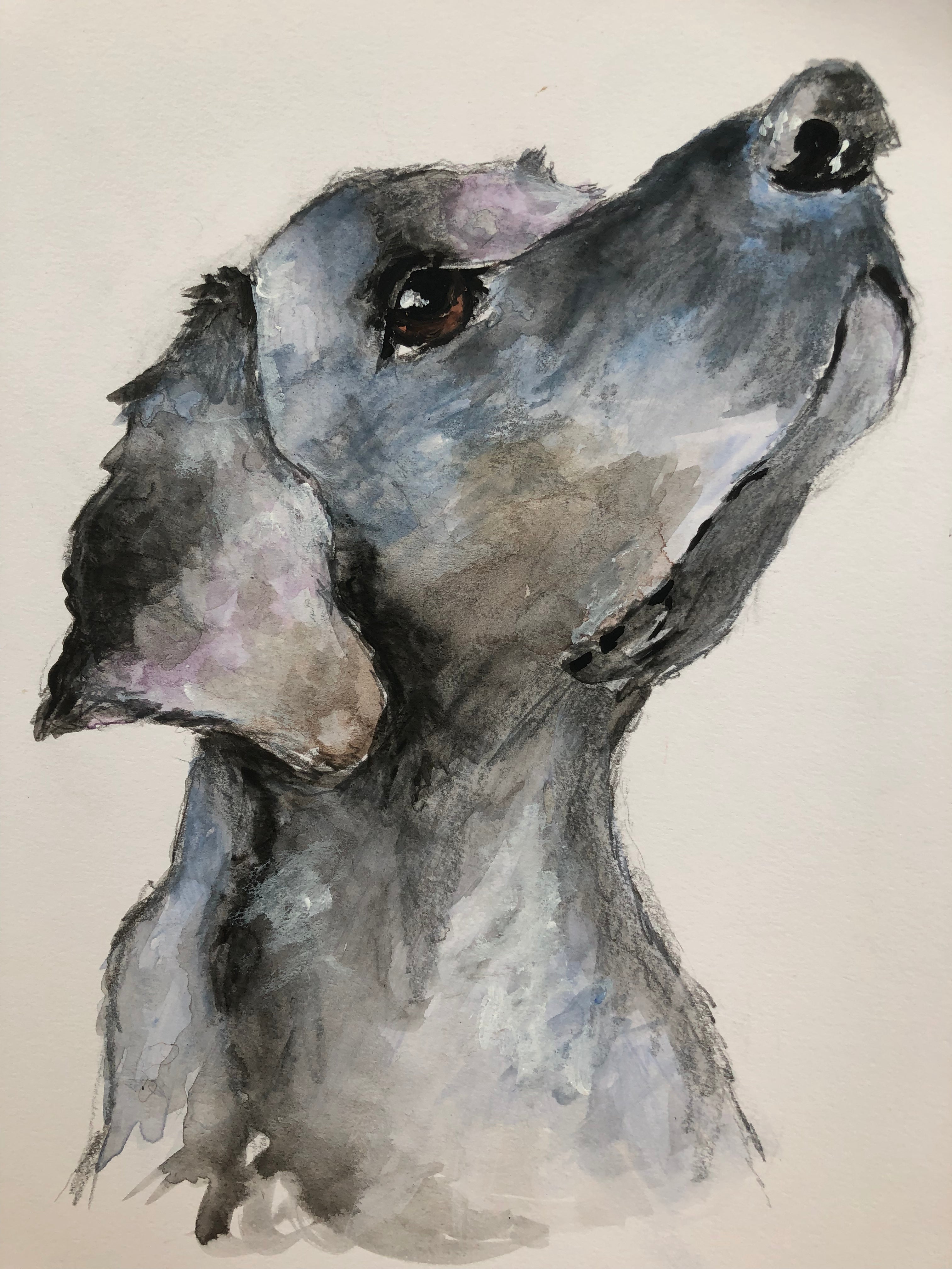 A Dogs Look Of Love