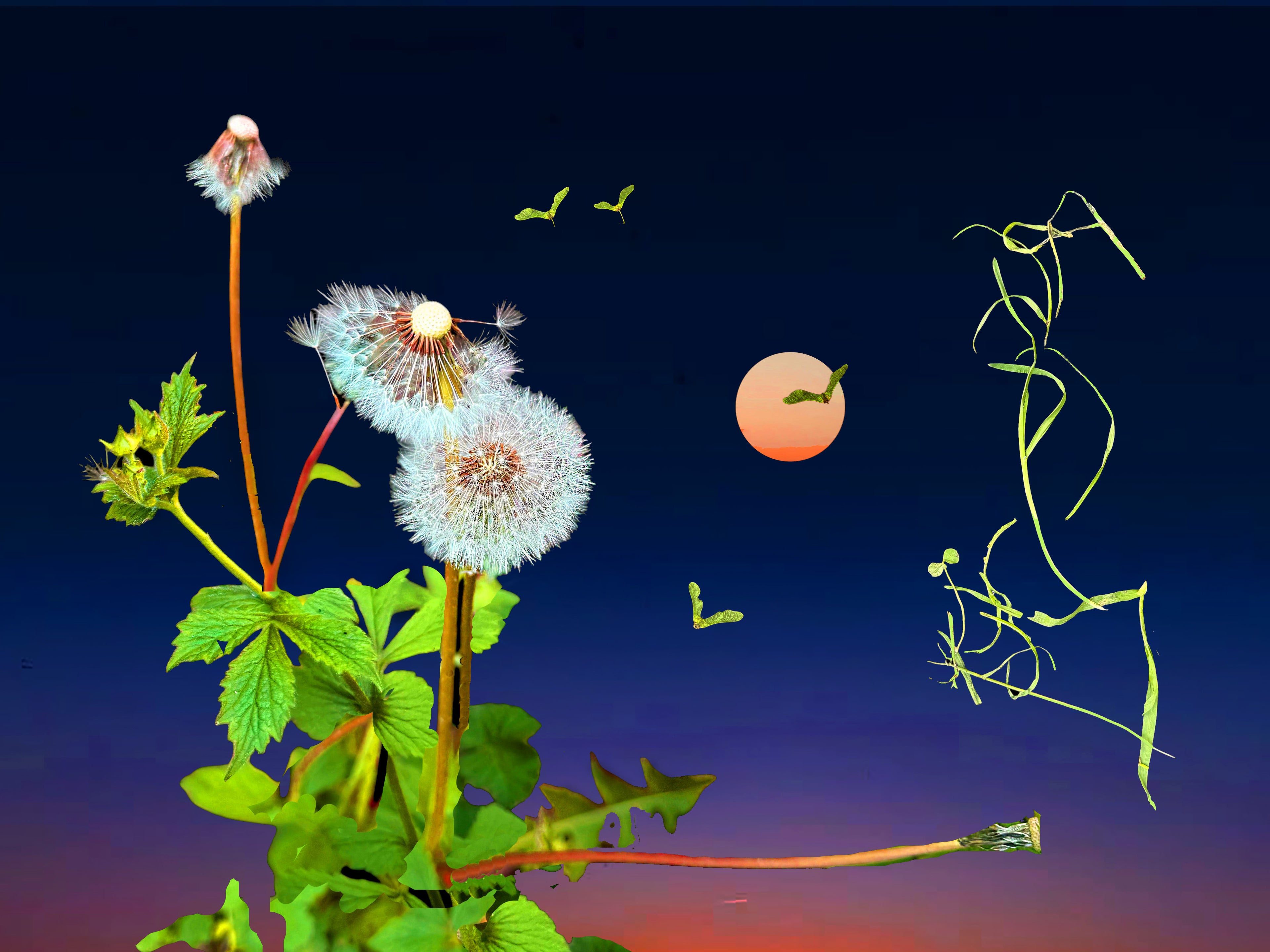 Capturing Transience