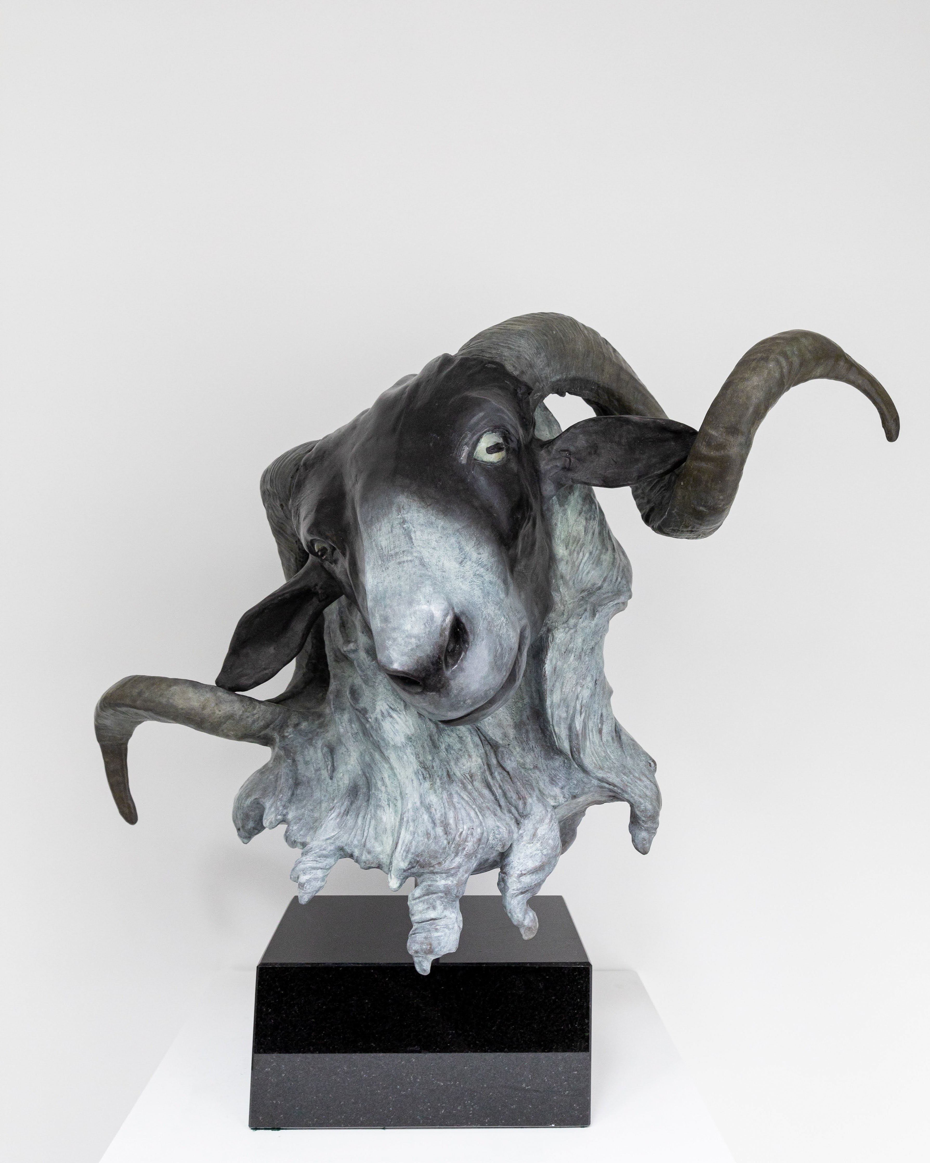 Scottish blackface ram