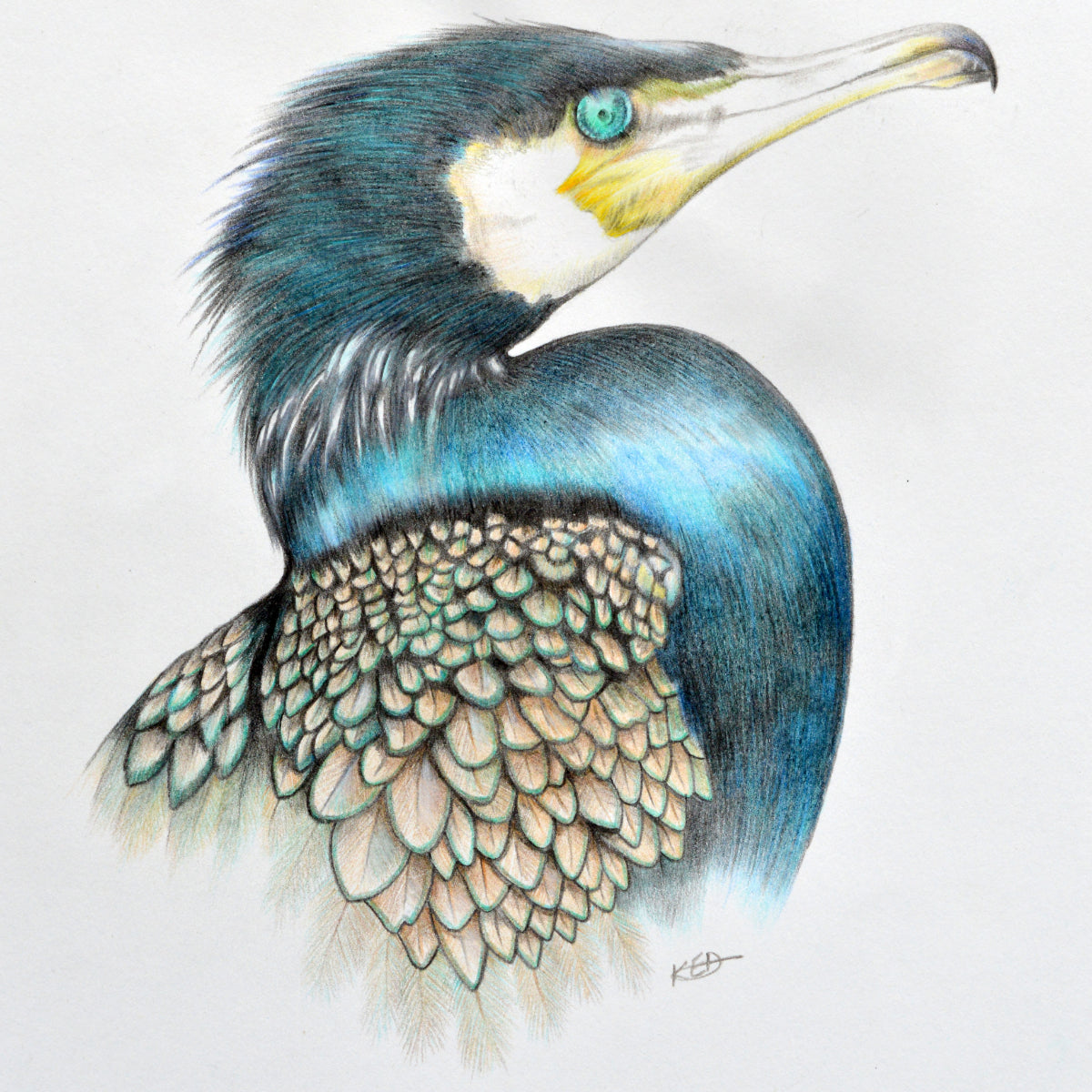 Cormorant