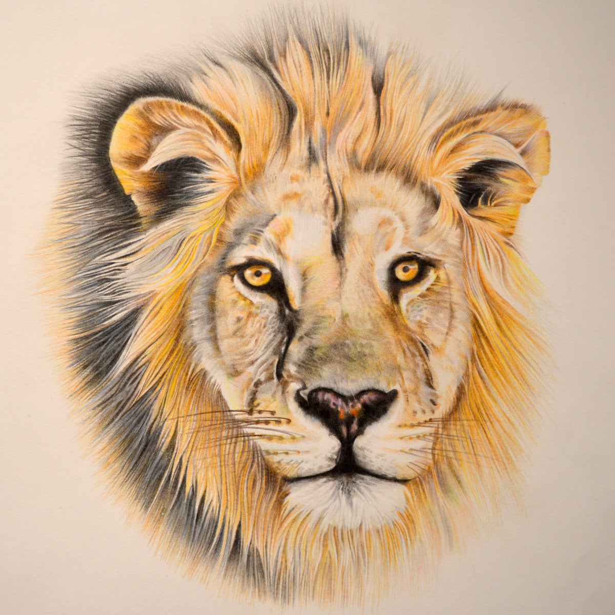Lion's mane