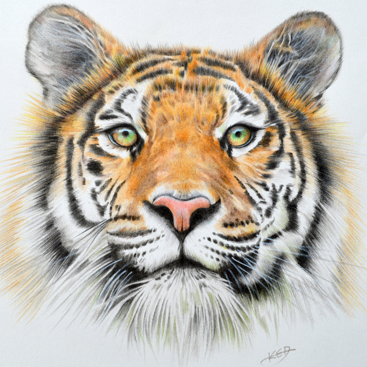 Tiger Burning bright