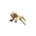 Running Dog