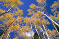 Aspen Stand in Autumn