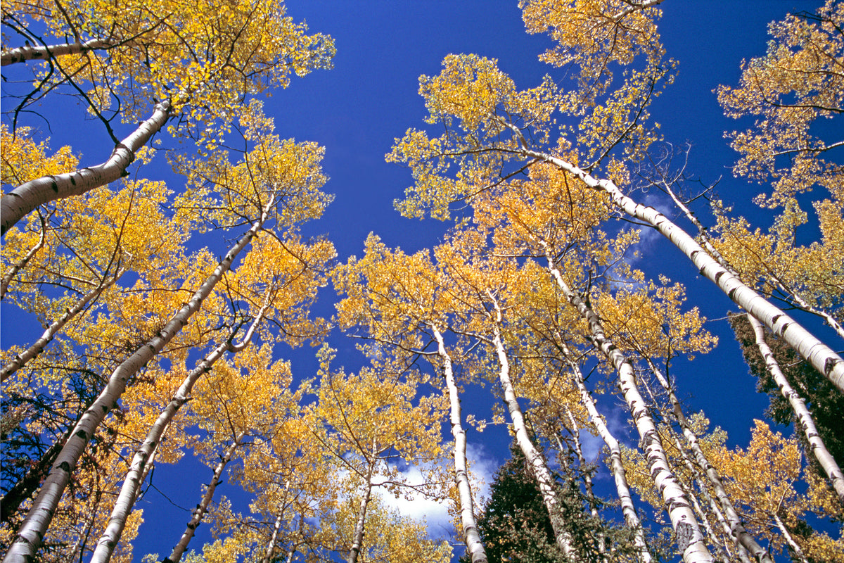 Aspen Stand in Autumn