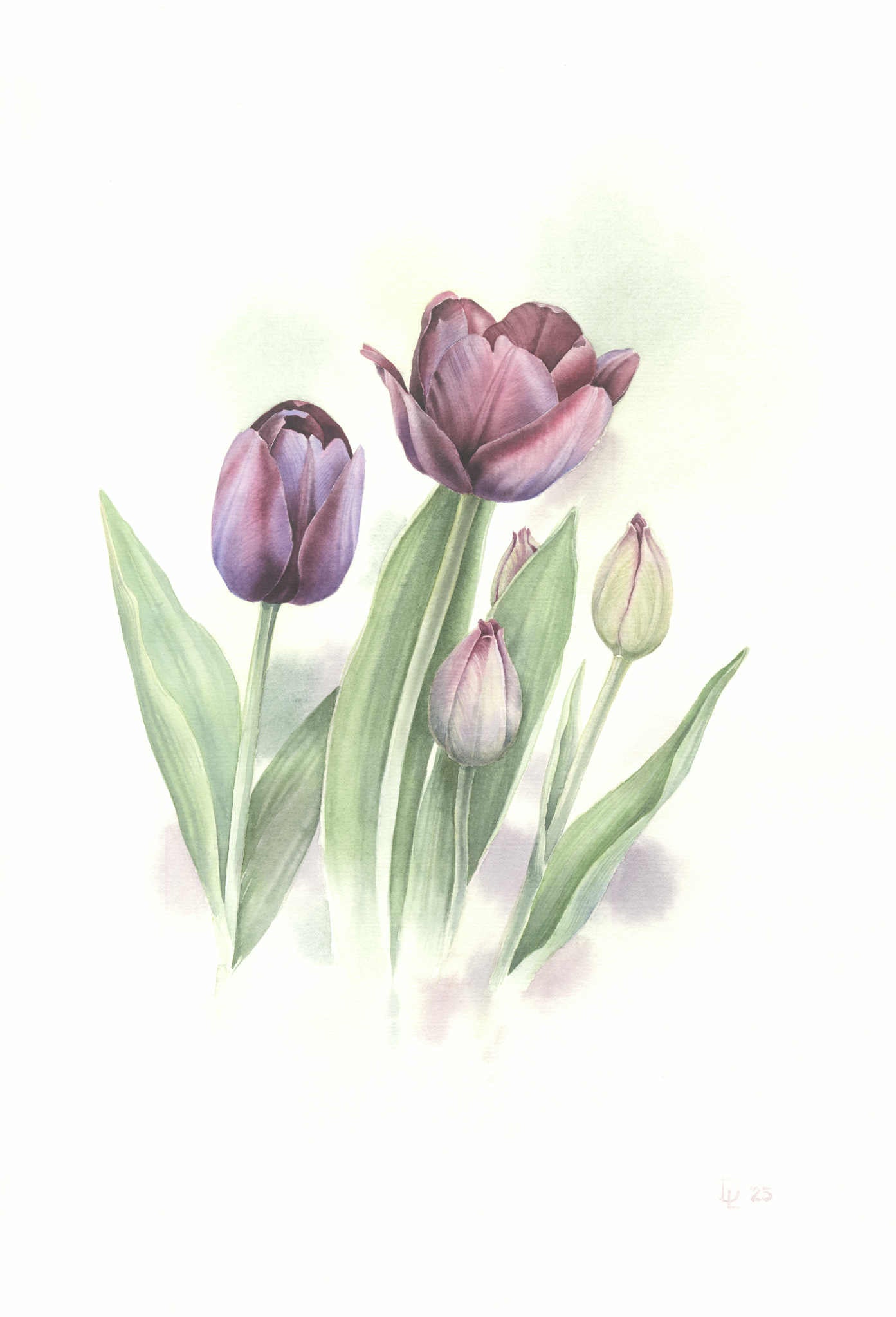 Tulip”Queen of night “