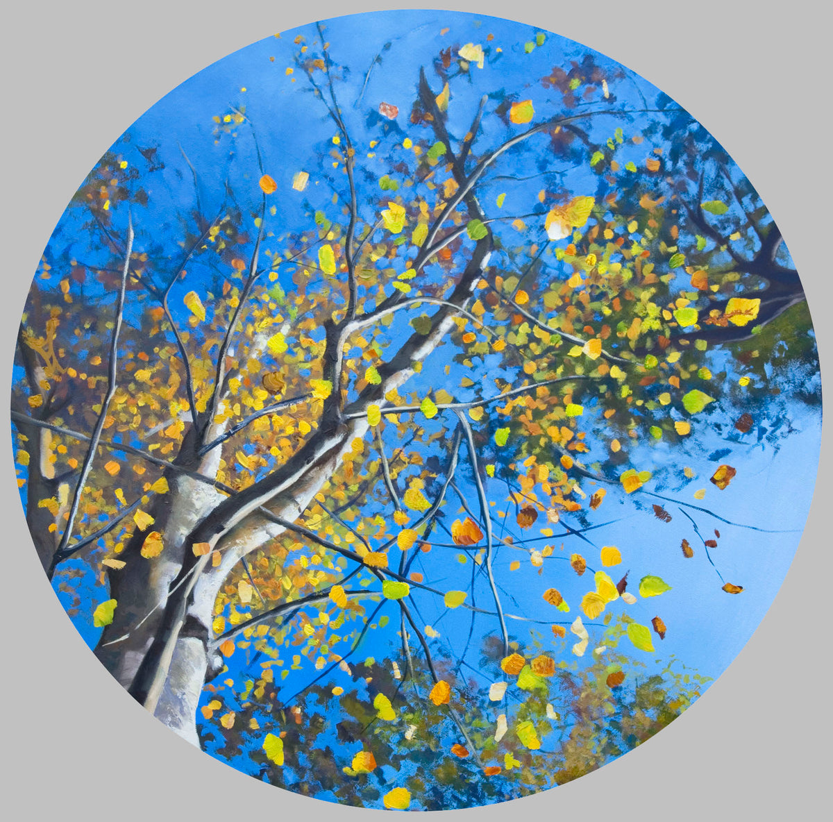 Autumn all around a Silver Birch