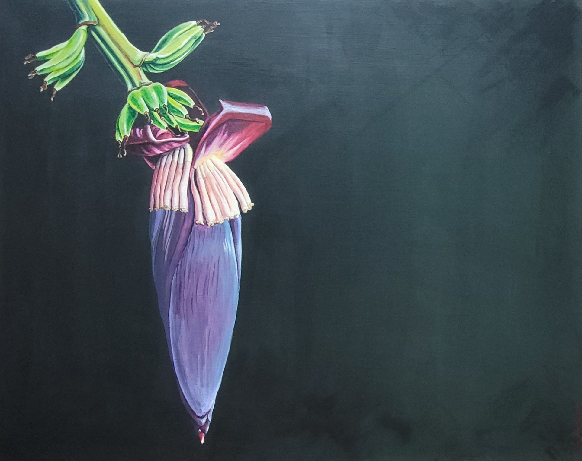 Purple banana flower