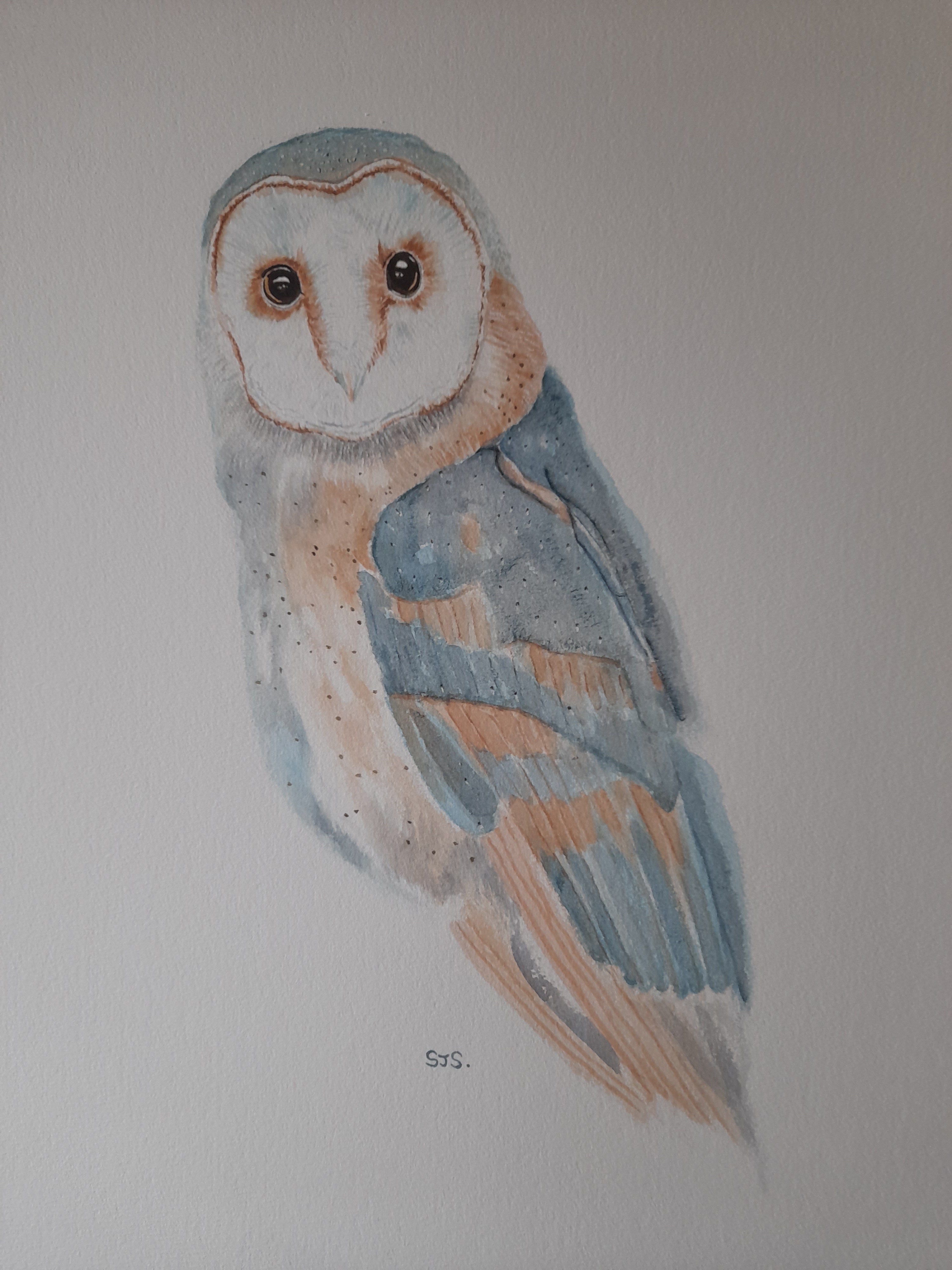 Barn Owl 2