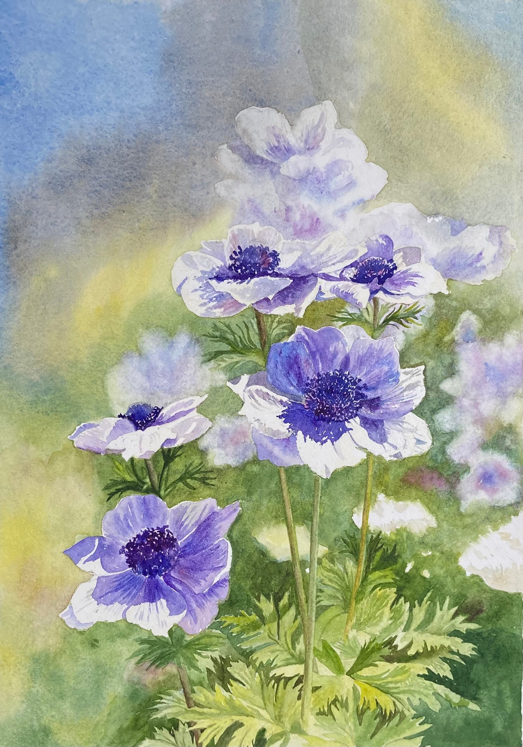 ANEMONES