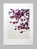 Beneath the Cherry Blossom