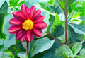 Beauty From My Garden, a portrait of a magenta flower