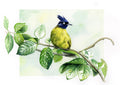 Bird of Paradise