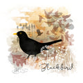 Blackbird (numbered and signed)