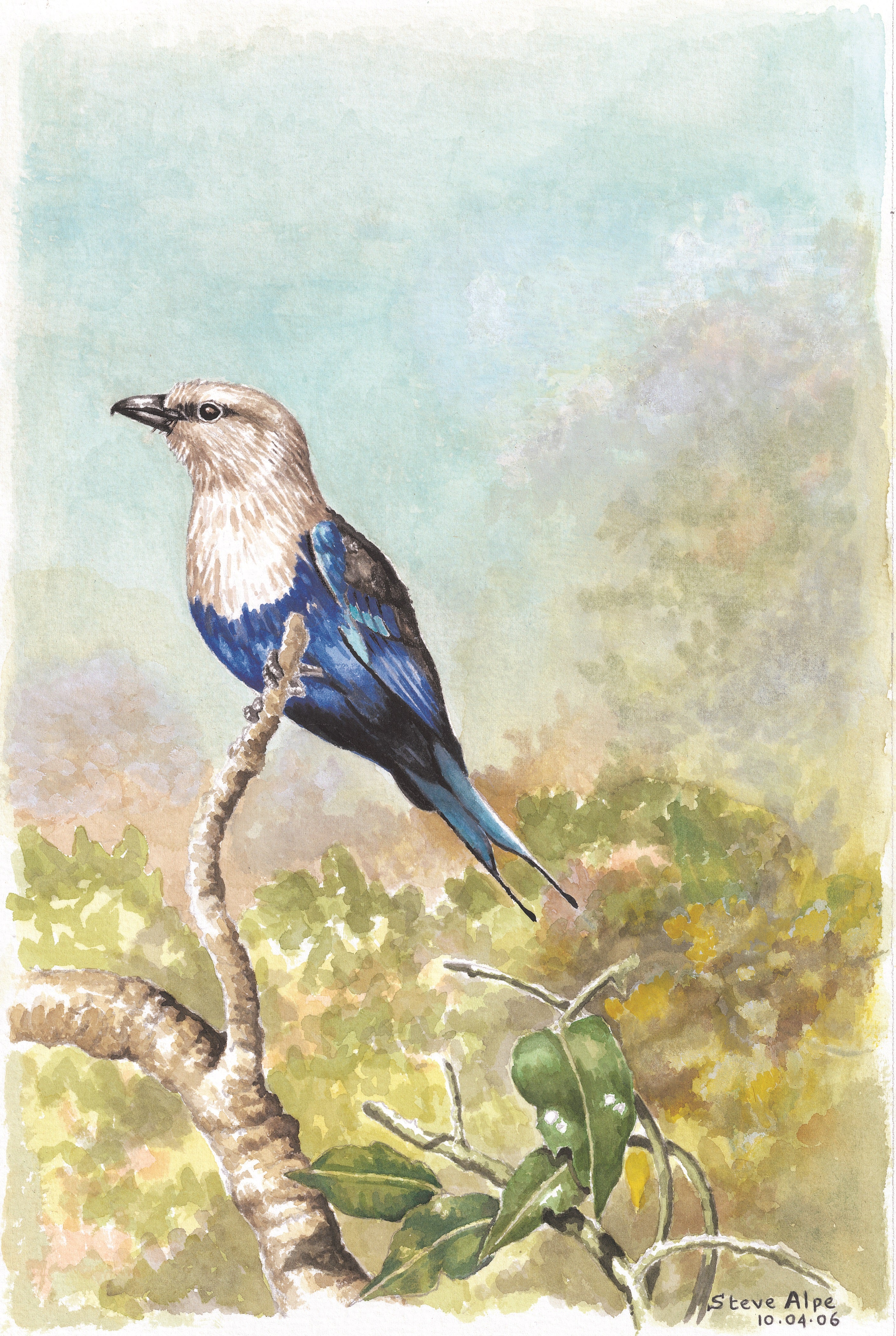 ROLLER (BLUE BELLIED ON LOOKOUT)