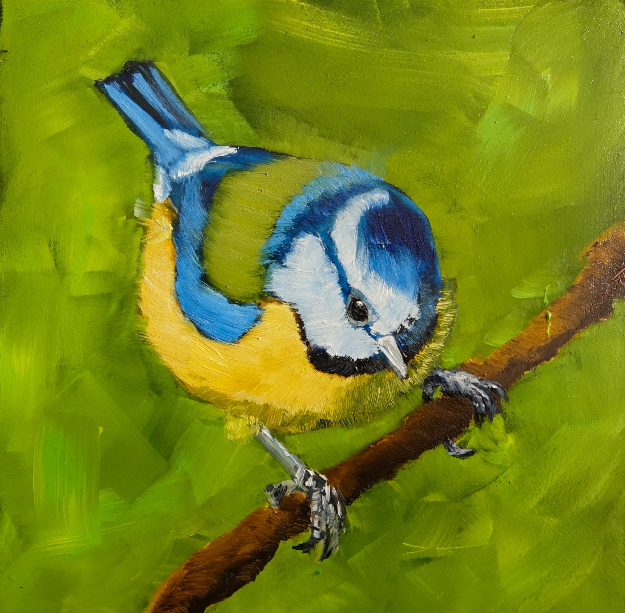 Blue Tit Holding On