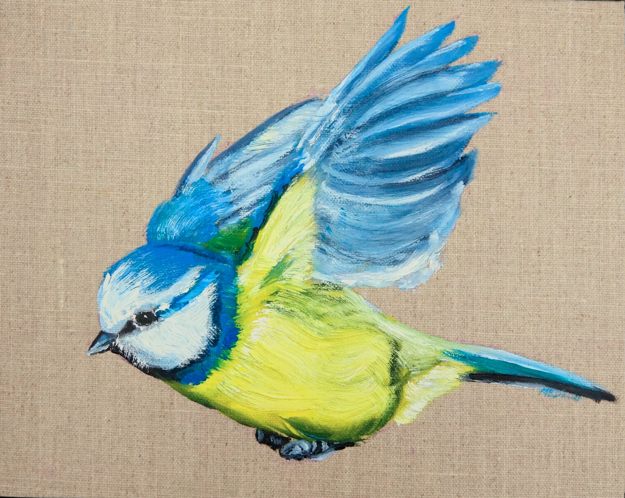 Blue Tit on the Wing
