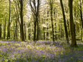 Micheldever Woods