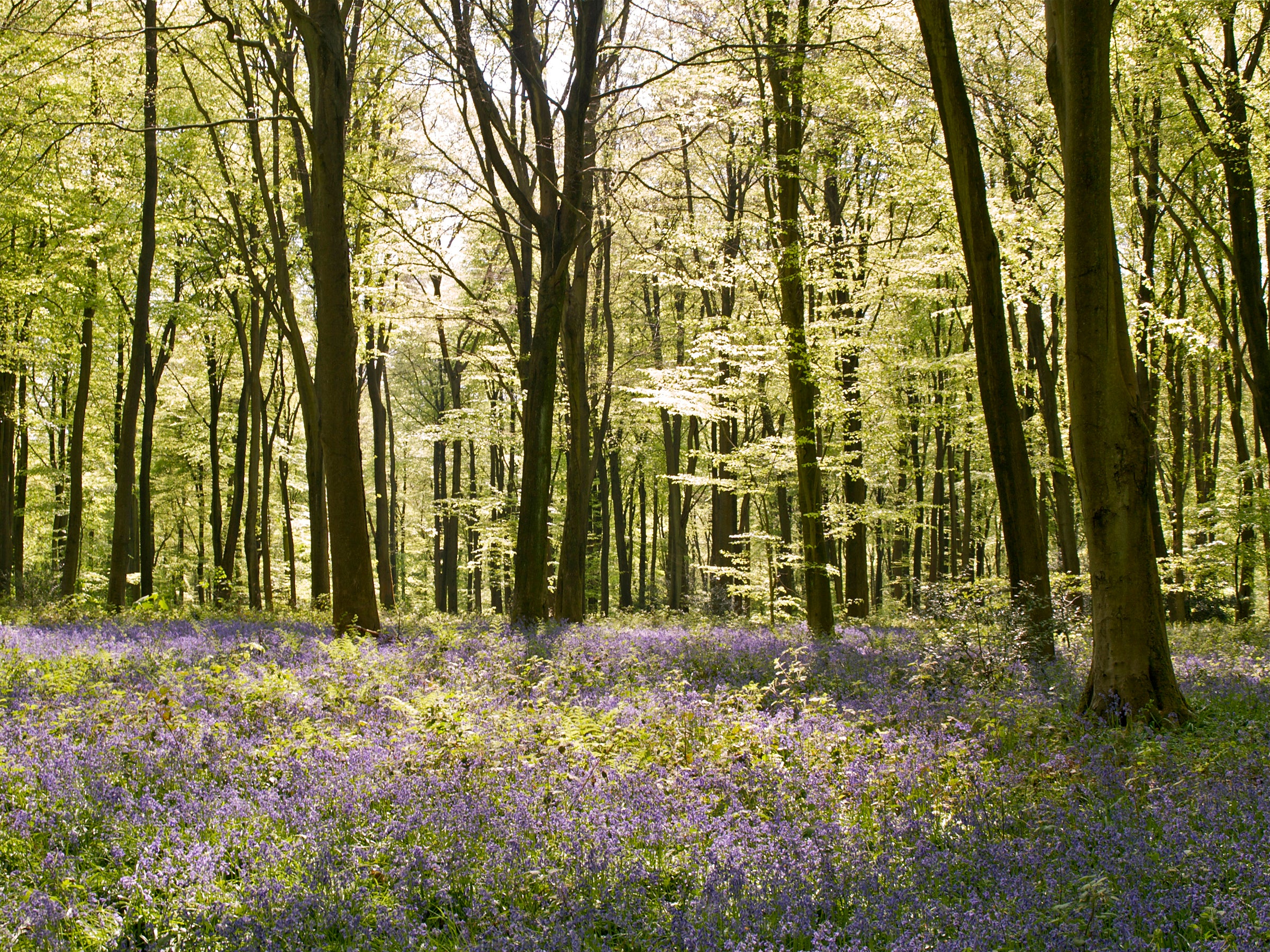 Micheldever Woods