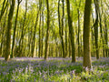 Bluebells of Micheldever Woods