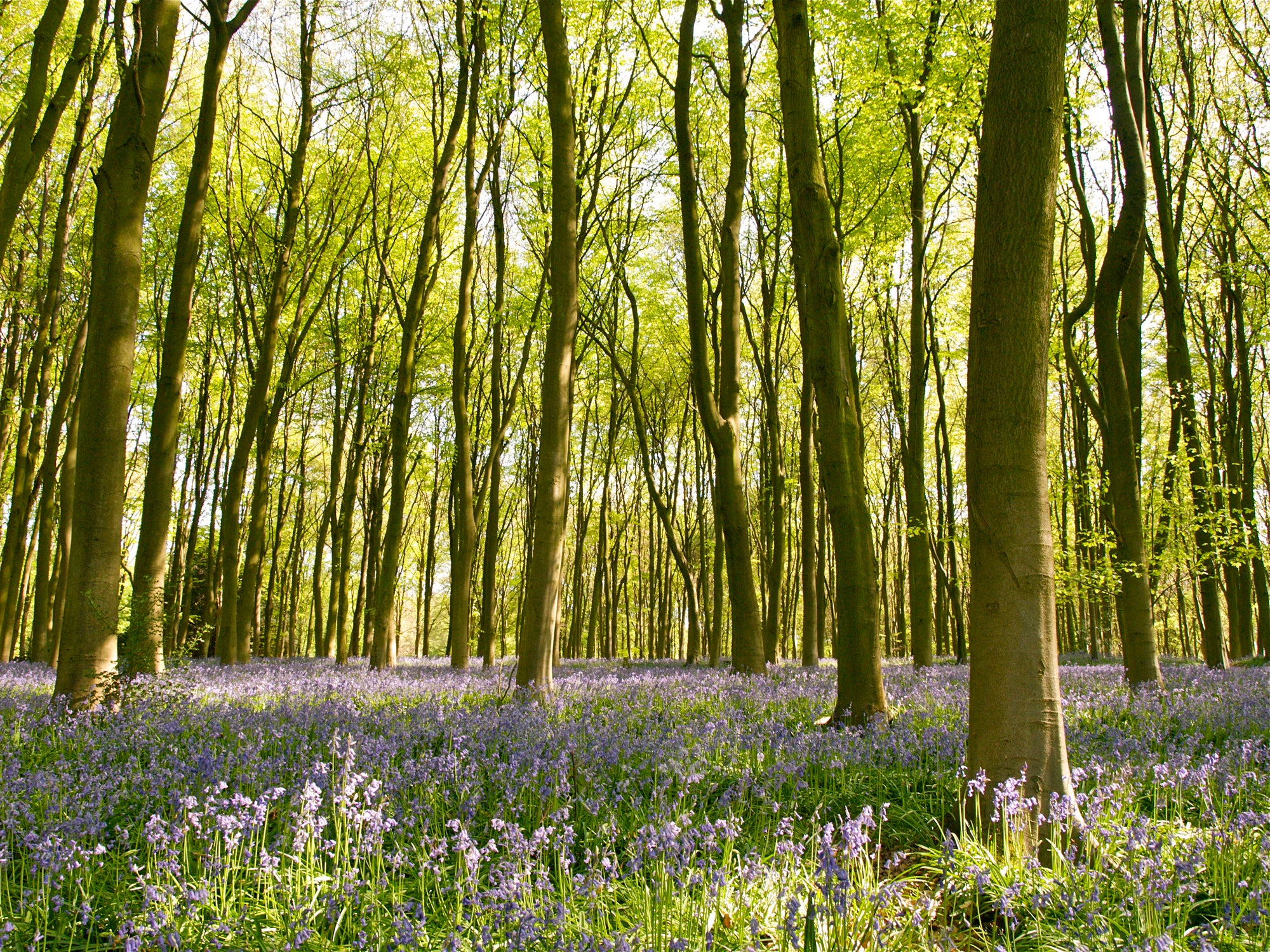 Bluebells of Micheldever Woods