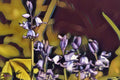 Bluebells
