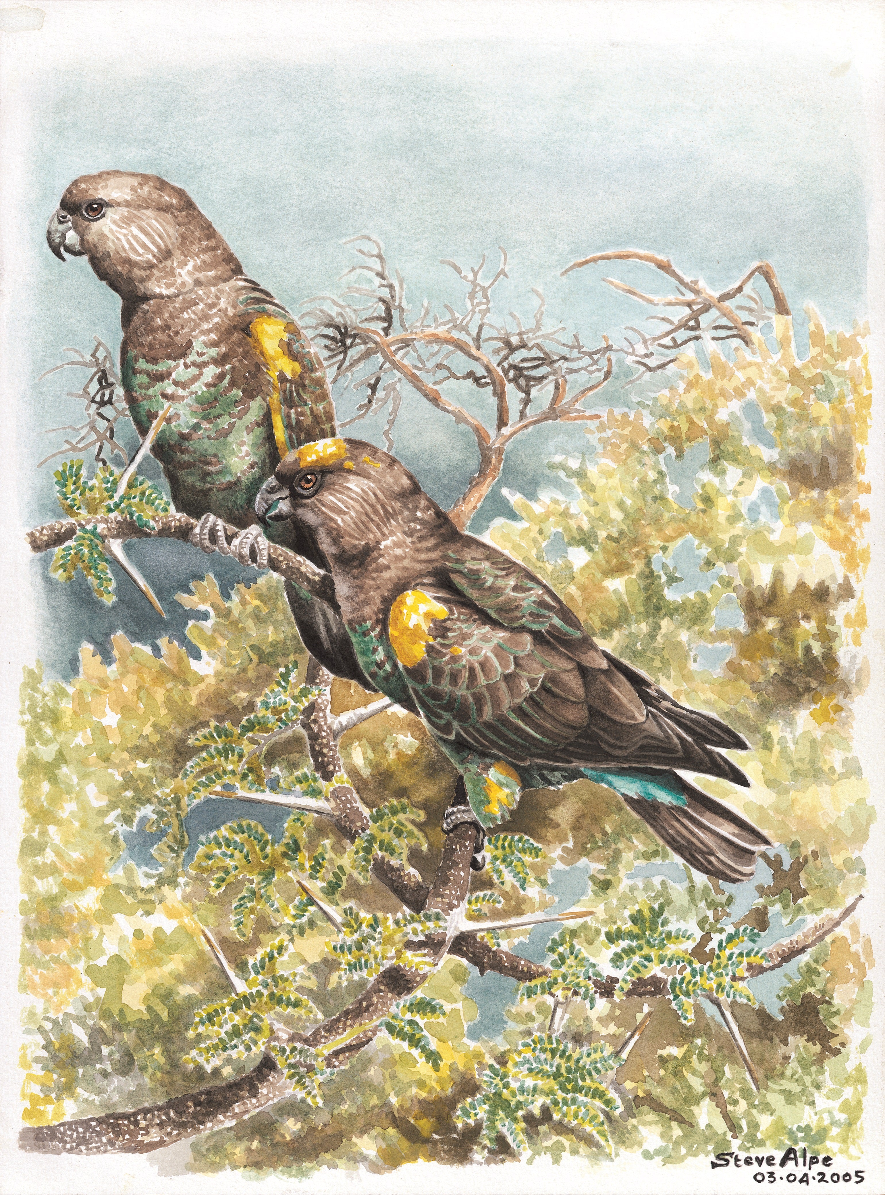 PARROTS - (BROWN PARROTS...TOP OF THE TREE)