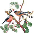 Bullfinches and Blackberries