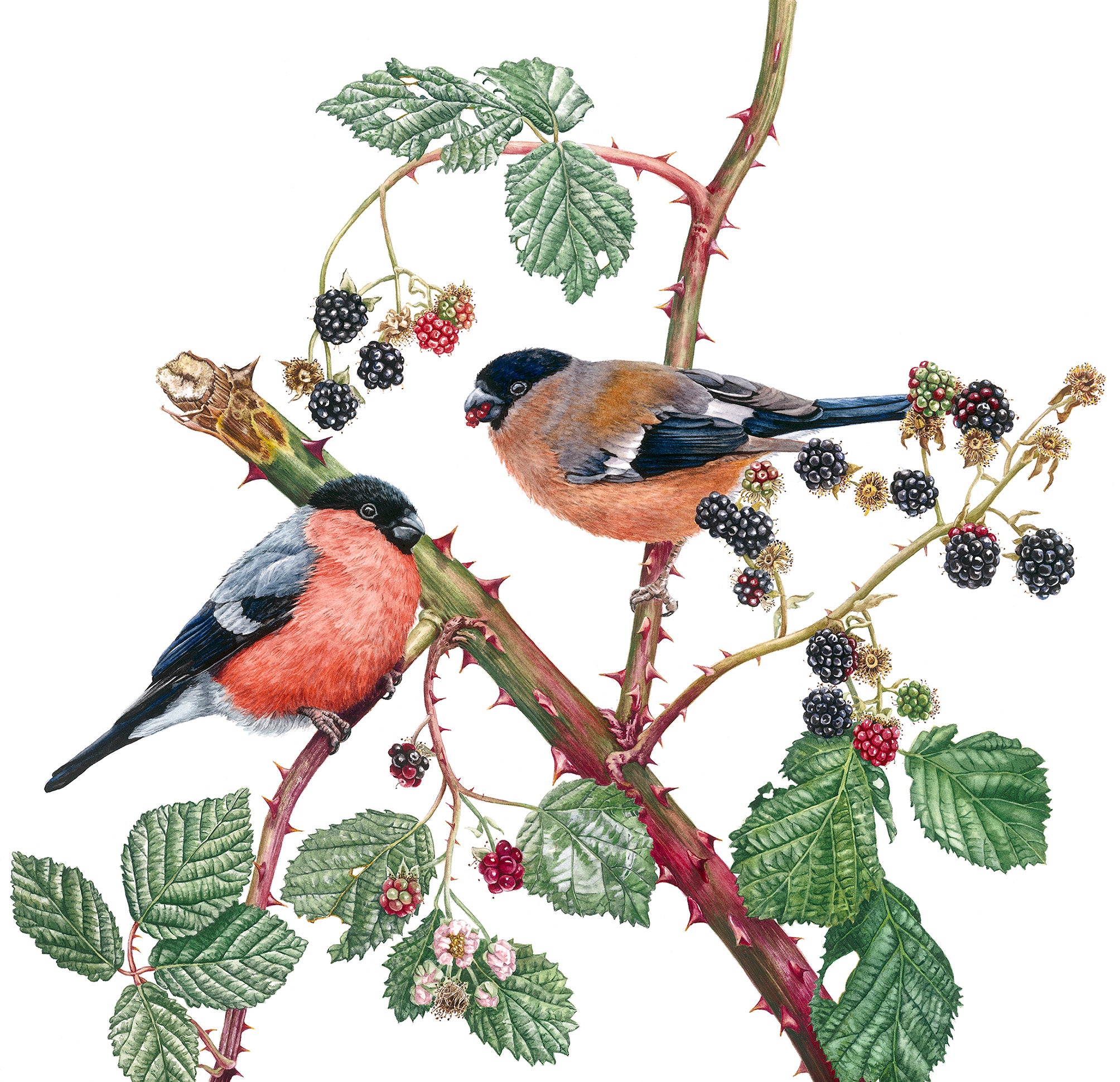 Bullfinches and Blackberries