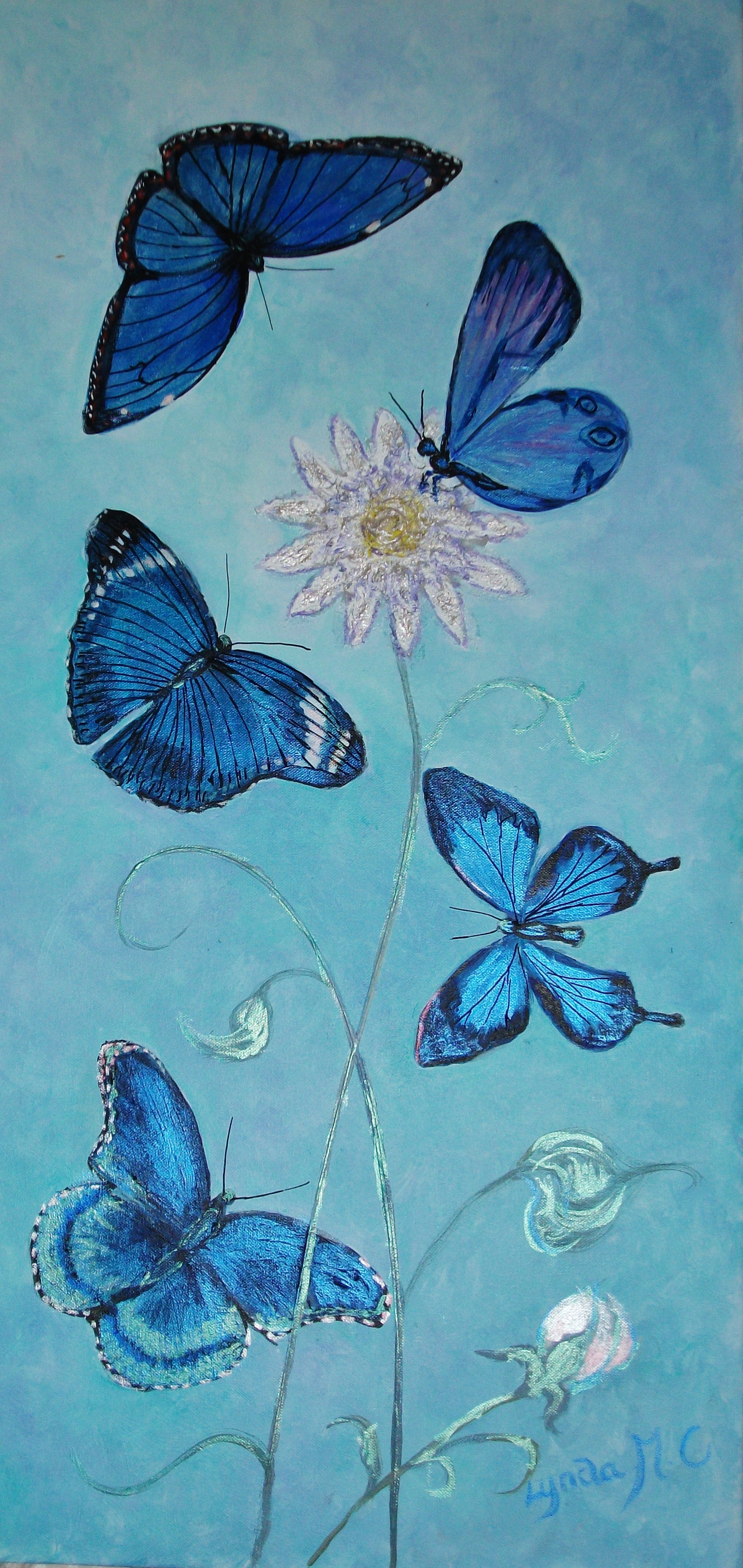 BLUE BUTTERFLIES