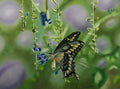 GIANT SWALLOWTAIL