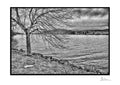Waiting branches  - Limited edition print