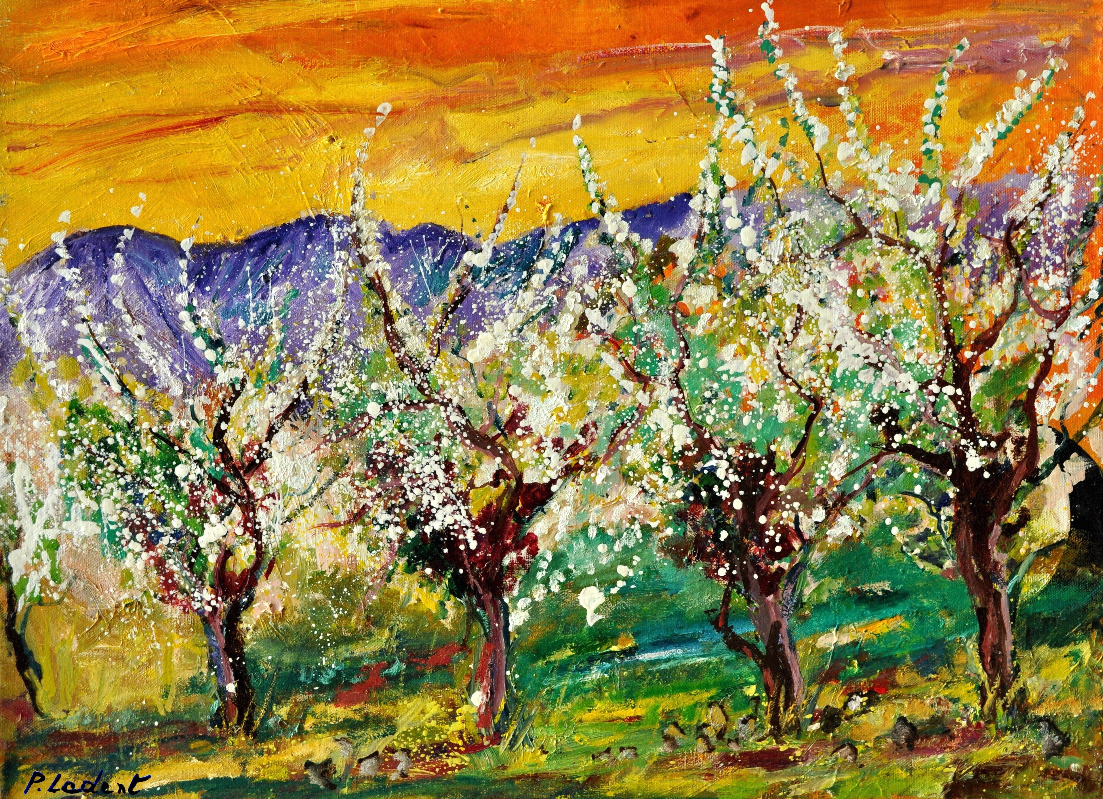 Cherrytrees in blossom